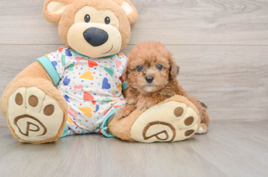 Popular Poochon Poodle Mix Pup