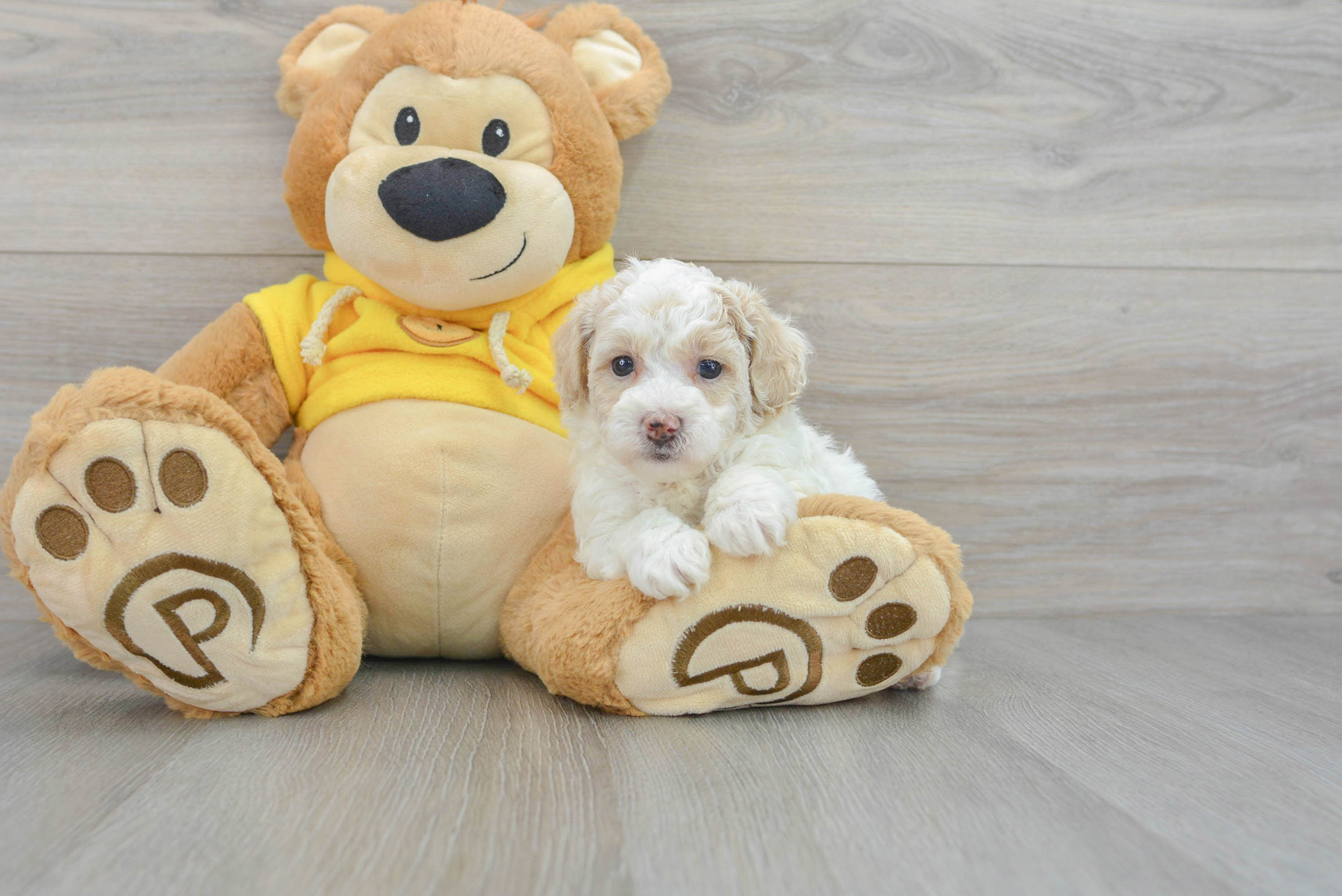 Best Poochon Baby