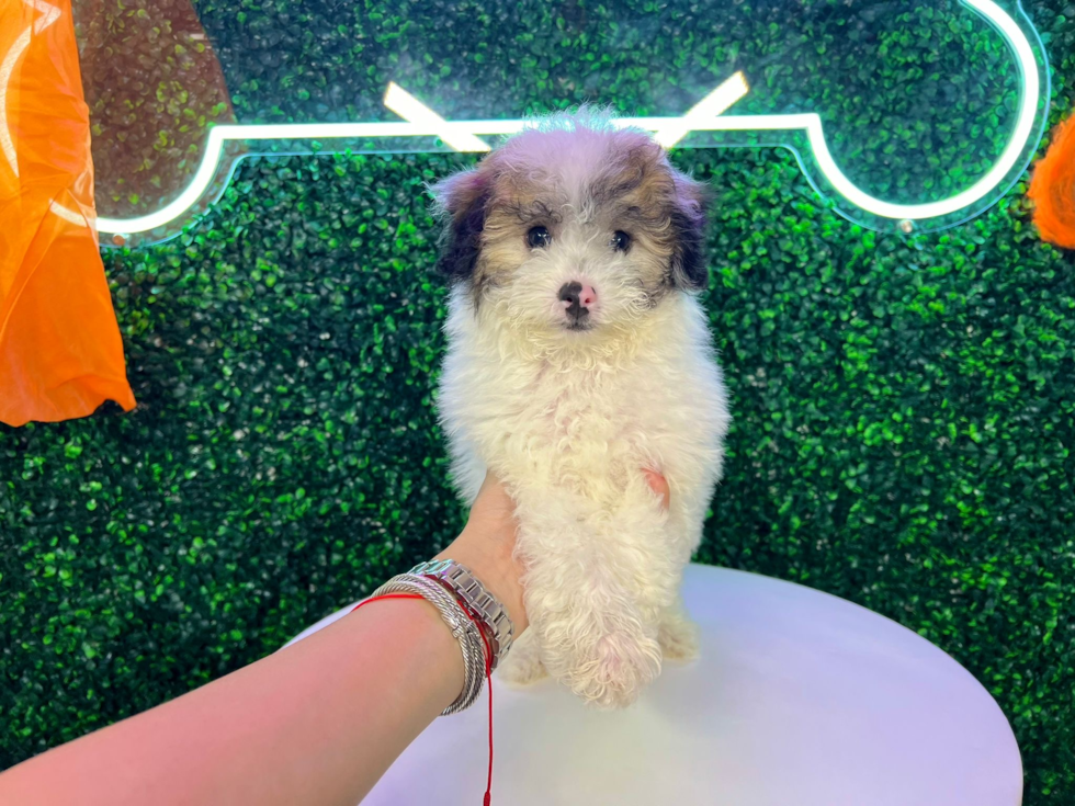 Poochon Puppy for Adoption