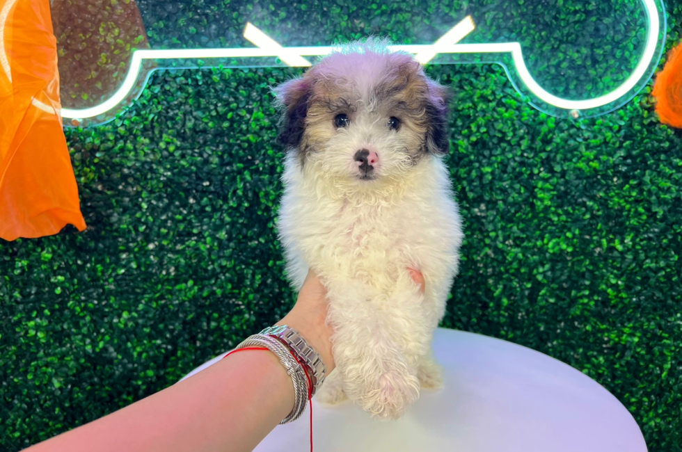 10 week old Poochon Puppy For Sale - Puppy Love PR