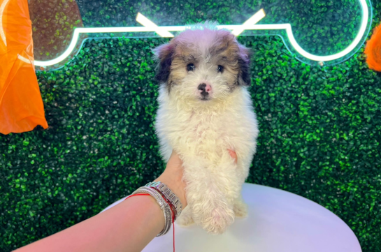 Poochon Puppy for Adoption