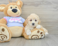 7 week old Poochon Puppy For Sale - Puppy Love PR