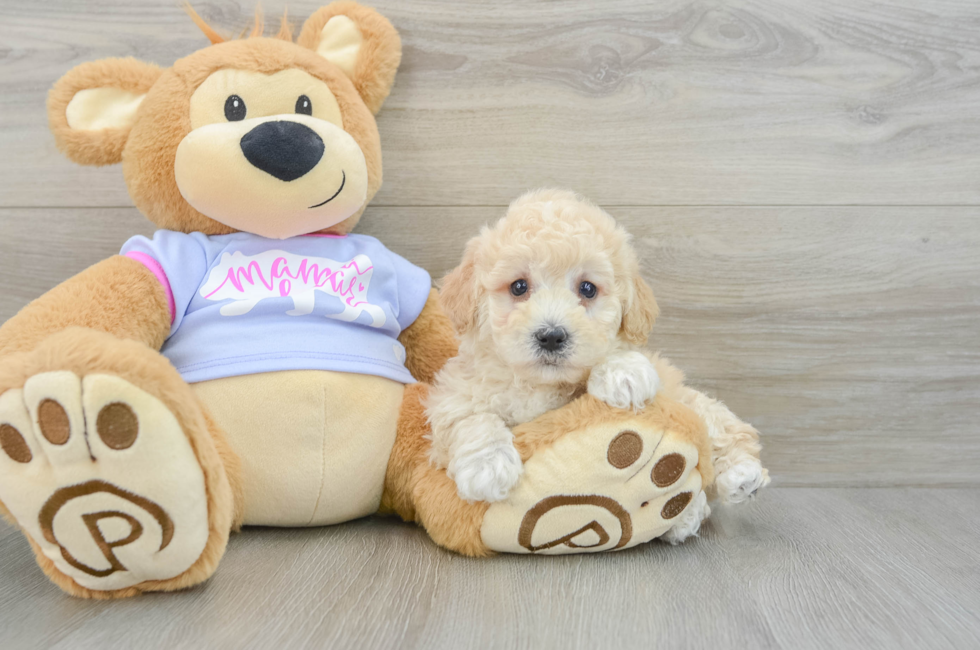 7 week old Poochon Puppy For Sale - Puppy Love PR