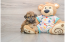 Happy Poochon Baby