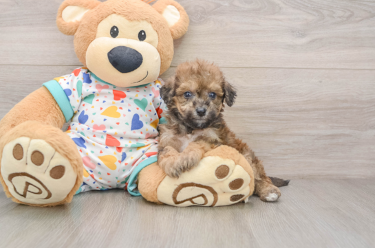 Happy Poochon Baby