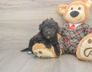 6 week old Poochon Puppy For Sale - Puppy Love PR