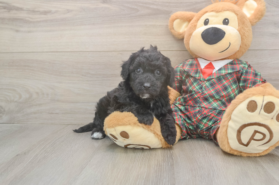 5 week old Poochon Puppy For Sale - Puppy Love PR