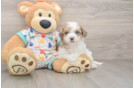 Funny Poochon Poodle Mix Pup