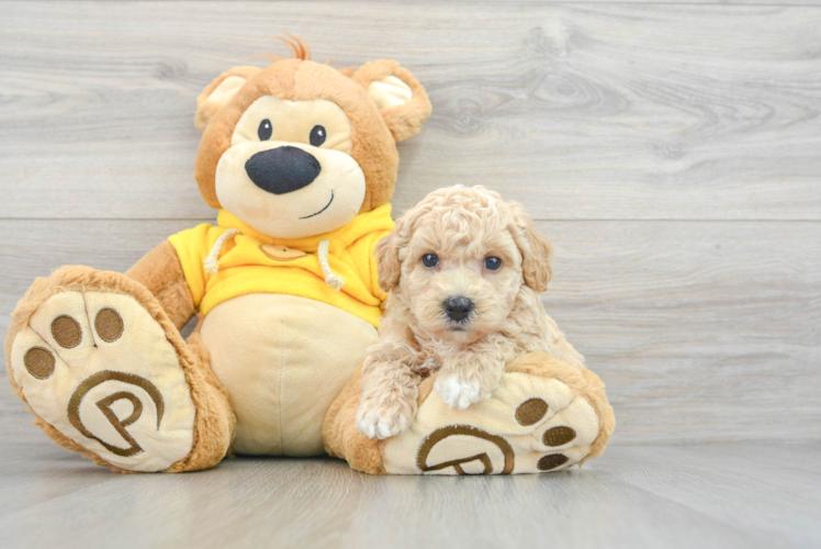 Meet Rita - our Poochon Puppy Photo 1/3 - Puppy Love PR Fluffy Poochon Poodle Mix Pup
