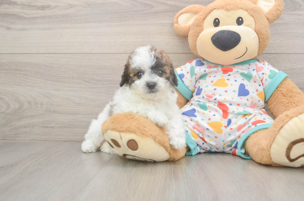 5 week old Poochon Puppy For Sale - Puppy Love PR