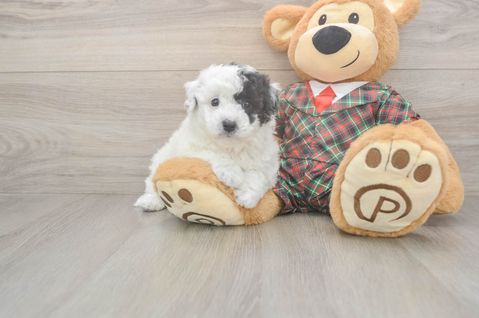 5 week old Poochon Puppy For Sale - Puppy Love PR