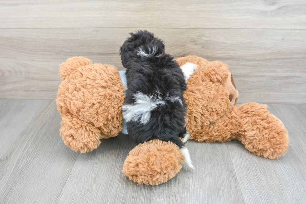 Best Poochon Baby