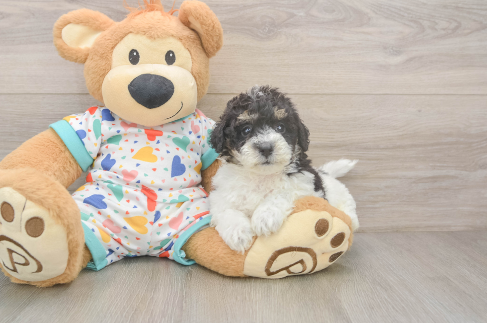 5 week old Poochon Puppy For Sale - Puppy Love PR