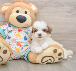 7 week old Poochon Puppy For Sale - Puppy Love PR