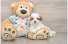 Poochon Pup Being Cute