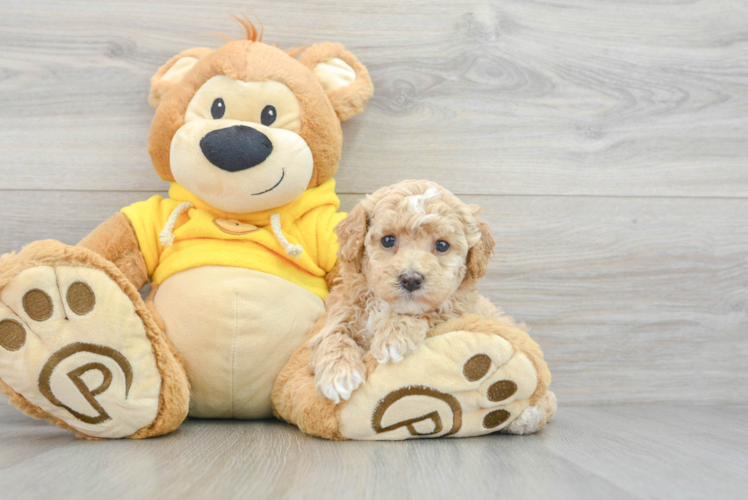 Petite Poochon Poodle Mix Pup