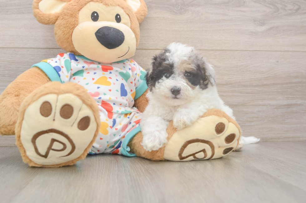 5 week old Poochon Puppy For Sale - Puppy Love PR