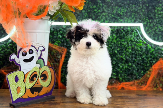 Best Poochon Baby