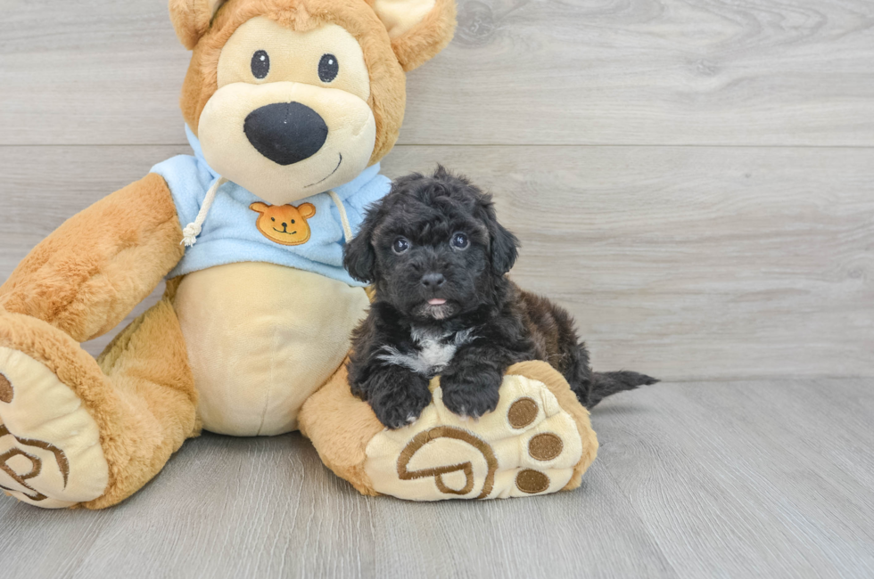 5 week old Poochon Puppy For Sale - Puppy Love PR