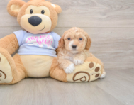 5 week old Poochon Puppy For Sale - Puppy Love PR