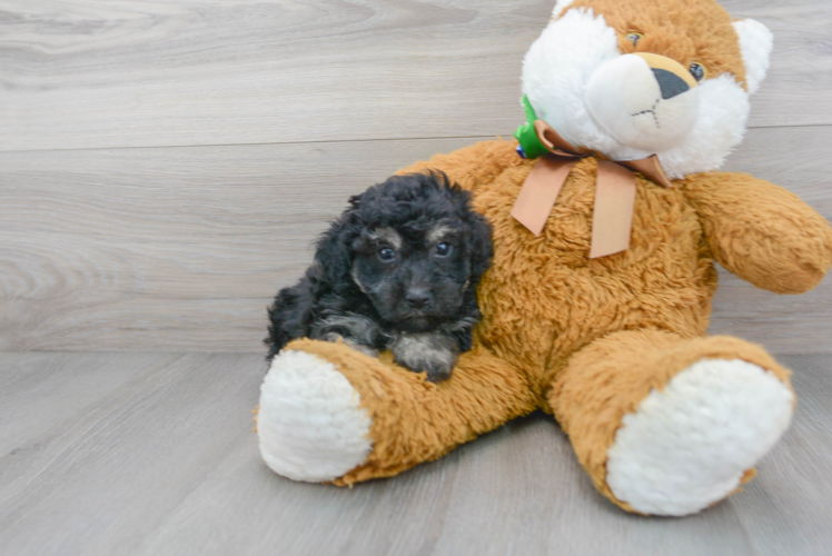 Meet Shaw - our Poochon Puppy Photo 1/3 - Puppy Love PR Poochon Puppy for Adoption
