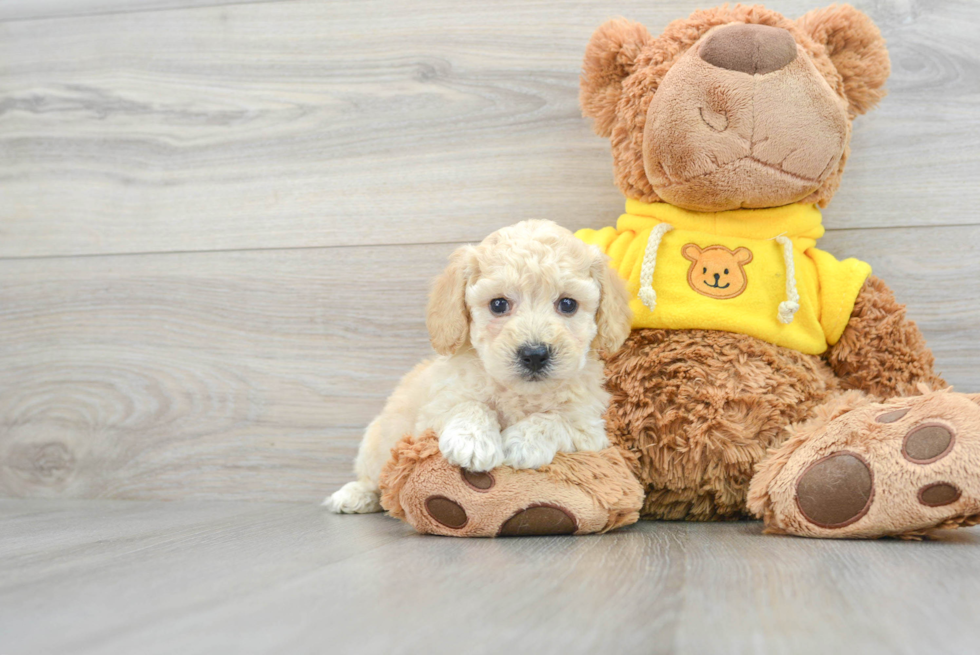 Cute Poochon Baby