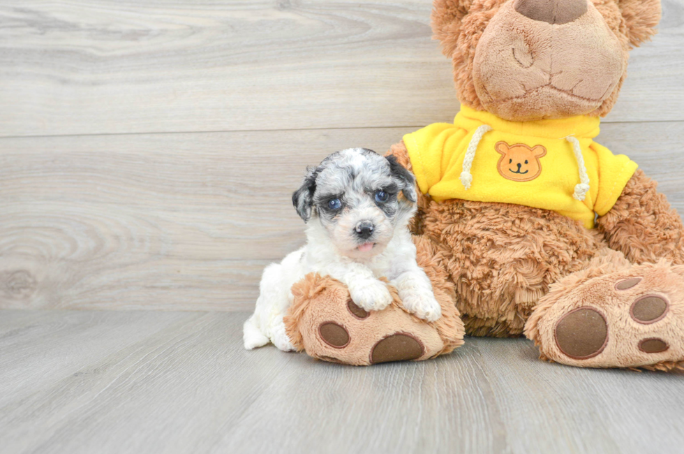 9 week old Poochon Puppy For Sale - Puppy Love PR