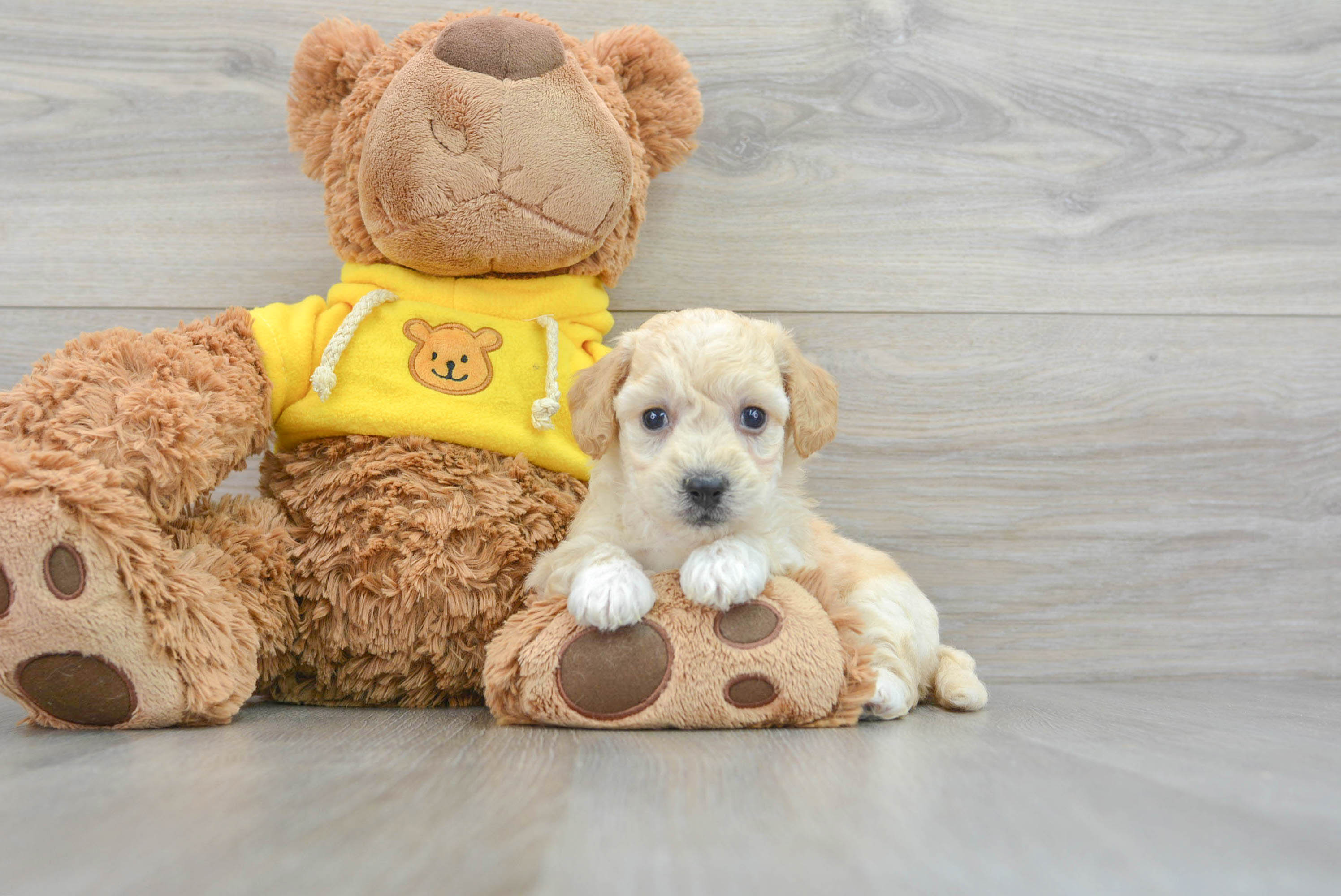Poochon Pup Being Cute