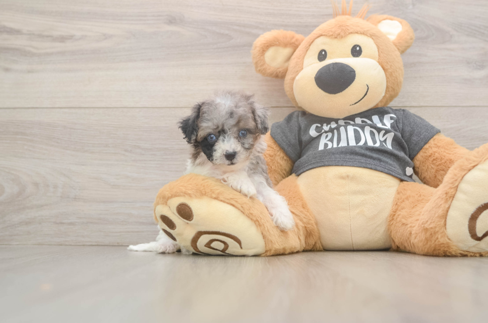 7 week old Poochon Puppy For Sale - Puppy Love PR
