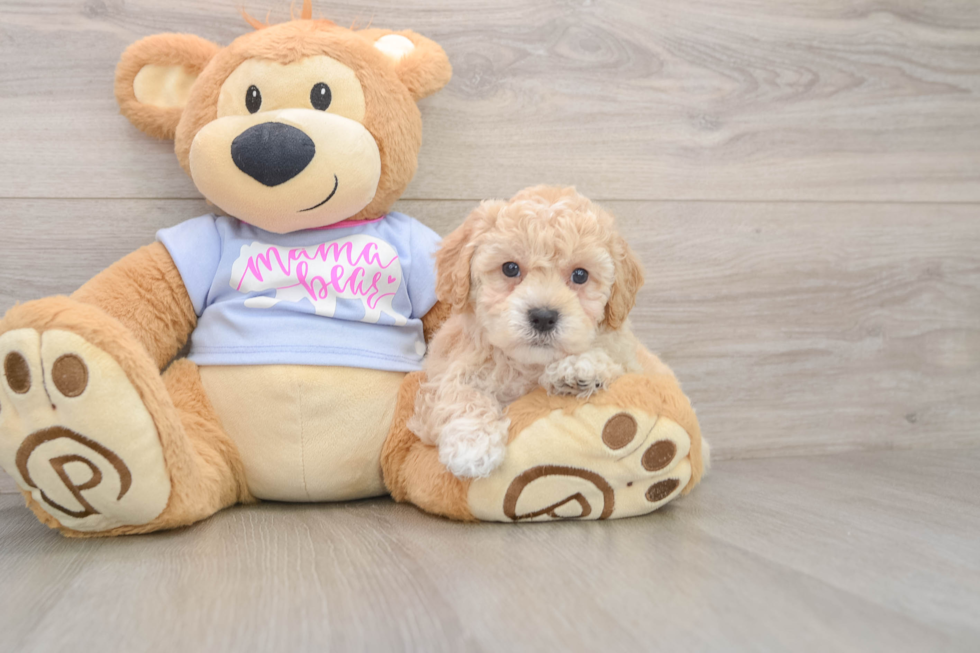 Poochon Puppy for Adoption