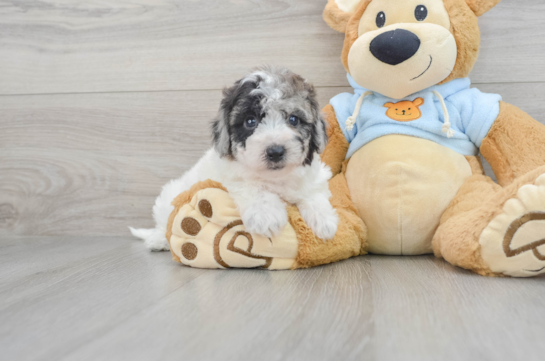 Poochon Pup Being Cute