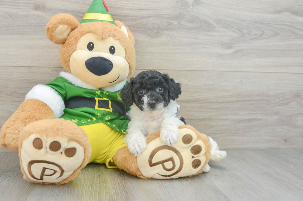 7 week old Poochon Puppy For Sale - Puppy Love PR