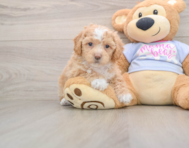 5 week old Poochon Puppy For Sale - Puppy Love PR
