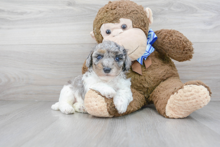 Meet Stefano - our Poochon Puppy Photo 1/3 - Puppy Love PR Best Poochon Baby