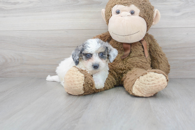 Poochon Pup Being Cute