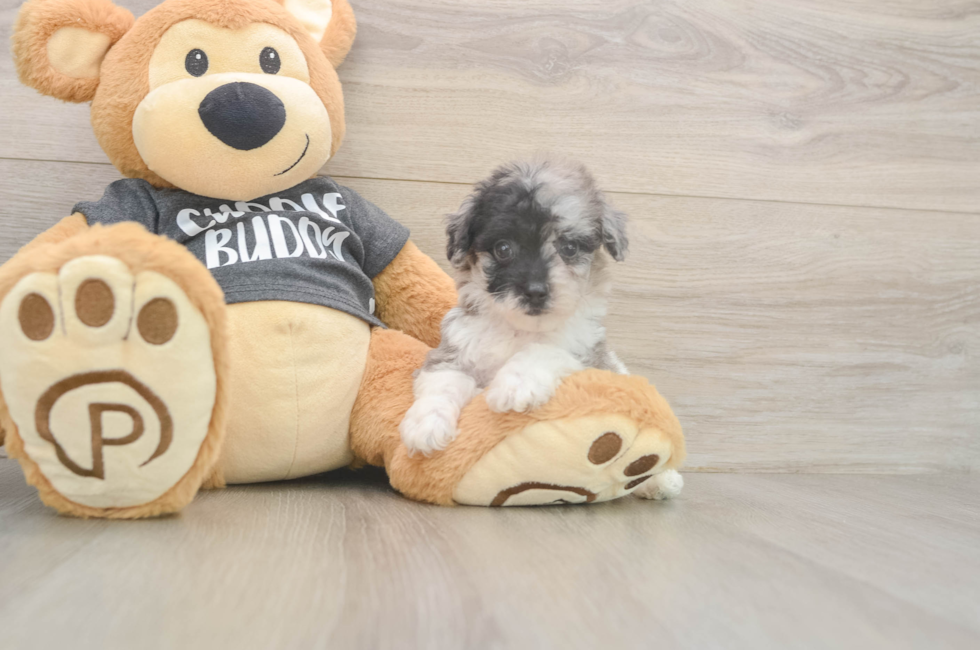7 week old Poochon Puppy For Sale - Puppy Love PR
