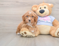 5 week old Poochon Puppy For Sale - Puppy Love PR
