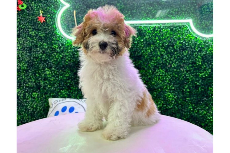Poochon Pup Being Cute