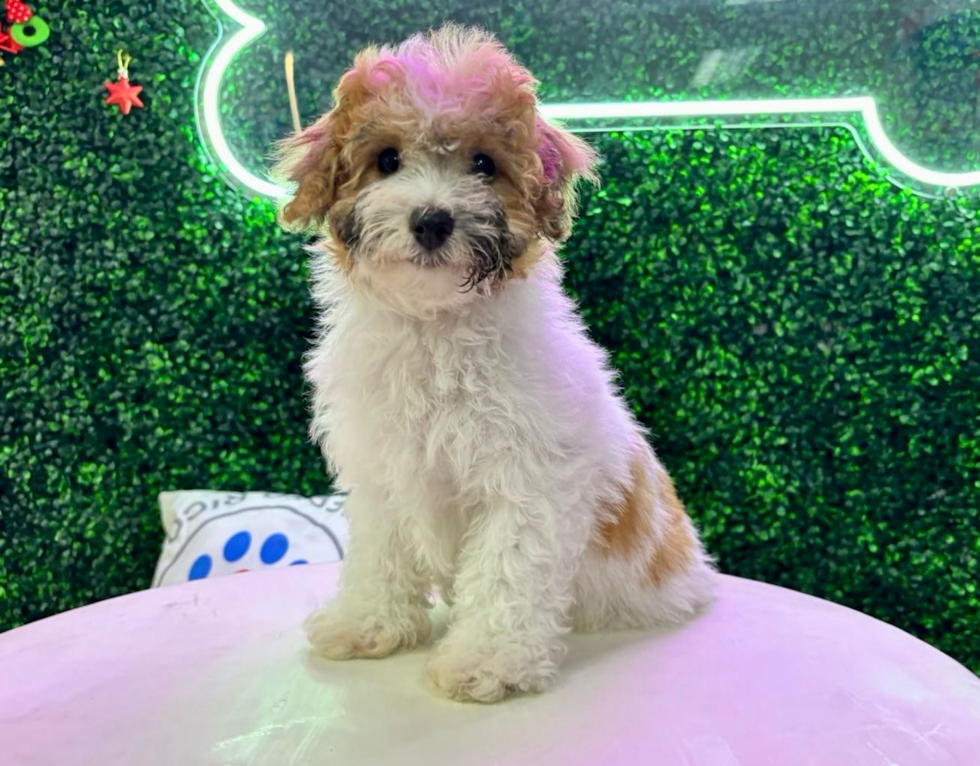 Poochon Pup Being Cute