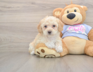 6 week old Poochon Puppy For Sale - Puppy Love PR