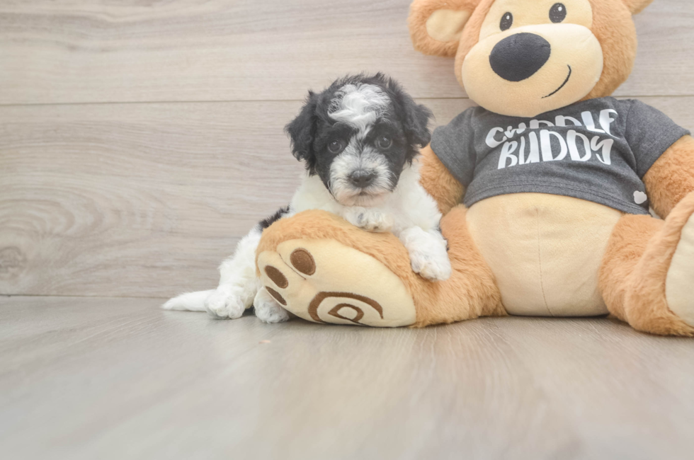 7 week old Poochon Puppy For Sale - Puppy Love PR