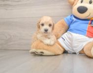 7 week old Poochon Puppy For Sale - Puppy Love PR