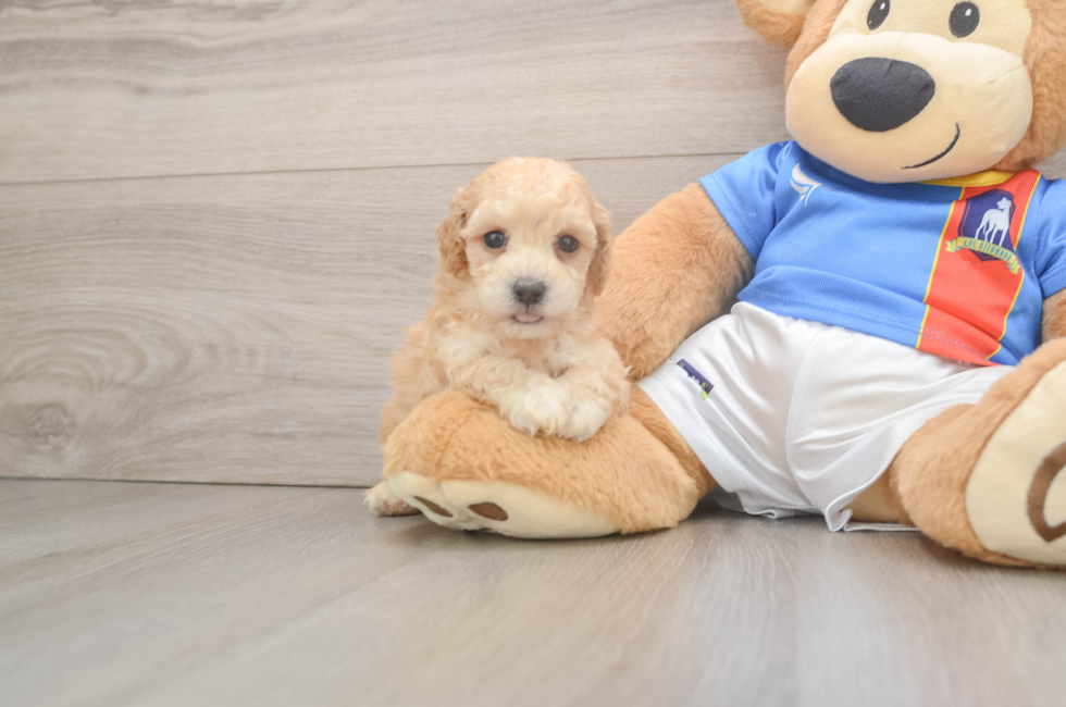 5 week old Poochon Puppy For Sale - Puppy Love PR