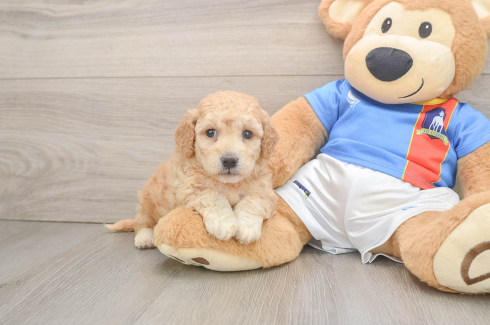 5 week old Poochon Puppy For Sale - Puppy Love PR