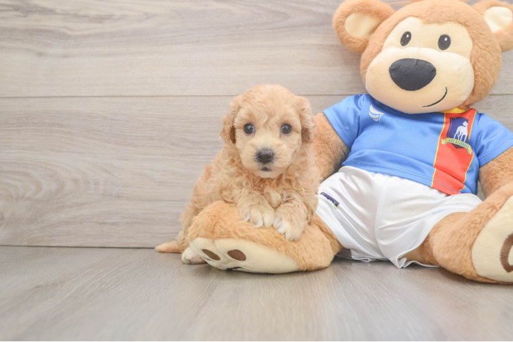 Poochon Pup Being Cute