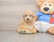 7 week old Poochon Puppy For Sale - Puppy Love PR