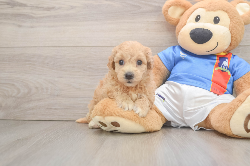 5 week old Poochon Puppy For Sale - Puppy Love PR
