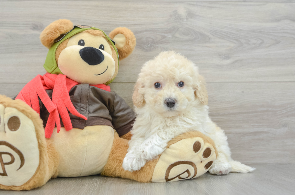 7 week old Poochon Puppy For Sale - Puppy Love PR