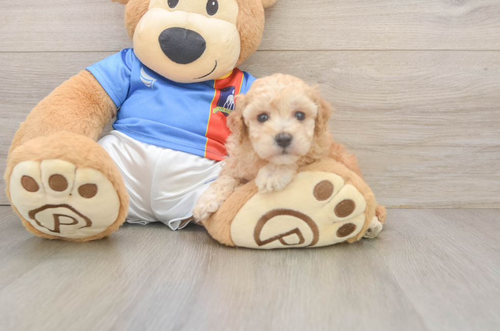 5 week old Poochon Puppy For Sale - Puppy Love PR