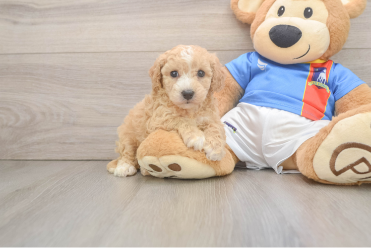 Friendly Poochon Baby